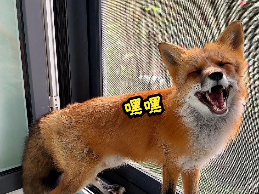 小狐狸最新版官方下载_小狐狸最新版官方下载_小狐狸最新版官方下载